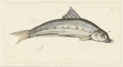Gondola da Johannes le Francq van Berkhey