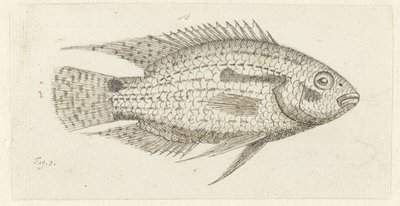 Pesce tropicale Chromis epse da Johannes le Francq van Berkhey