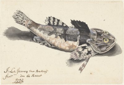Pesce scorpione da Johannes le Francq van Berkhey