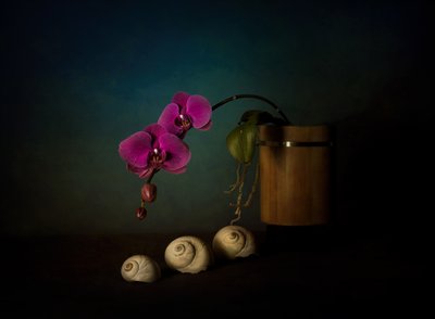 Natura morta con orchidee viola da John-Mei Zhong