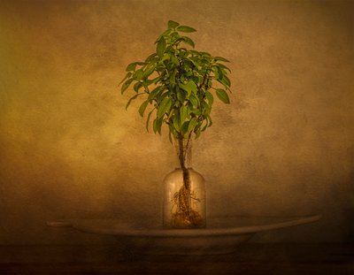 Natura morta con piante con radici da John-Mei Zhong