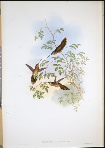 Eremita di Adolph (Phaethornis Adolphi) da John (after) Gould