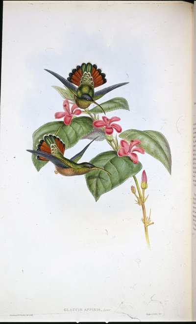 Eremita alleato da John (after) Gould