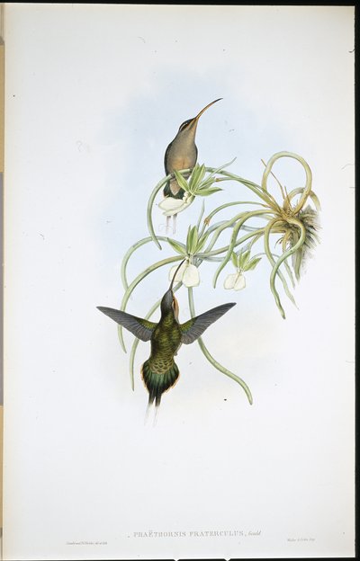 Eremita alleato (Phaethornis Fraterculus) da John (after) Gould