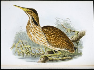 Tarabuso americano (Botaurus Lentiginosus) da John (after) Gould