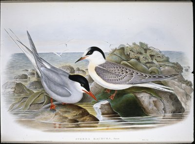 Sterna artica (Sterna Macrura) da John (after) Gould