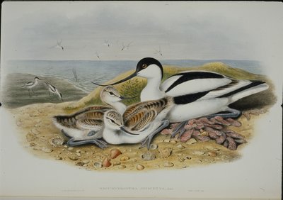 Avocetta (Recurvirostra Avocetta) da John (after) Gould