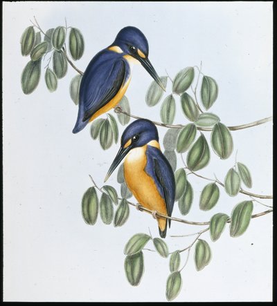 Martin pescatore azzurro (Alcyone Azurea) da John (after) Gould