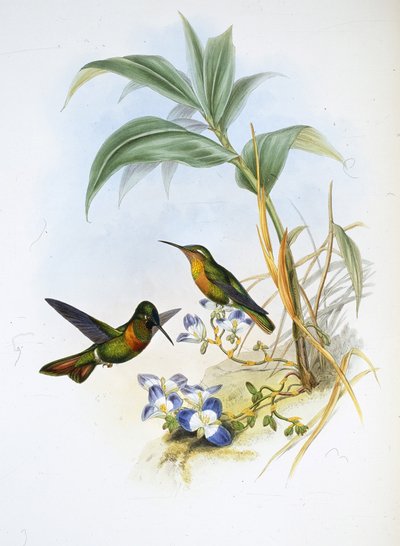 Rubino a bande (Clytolaema Aurescens) da John (after) Gould