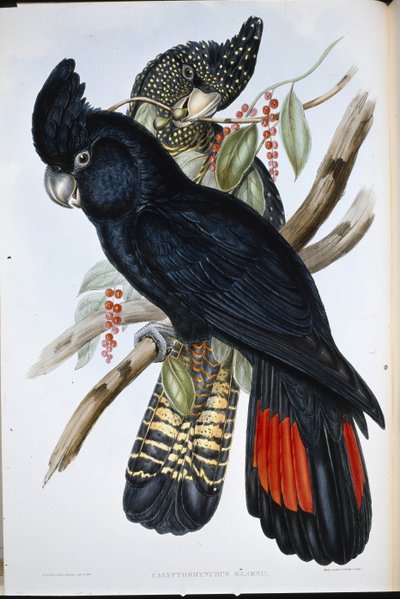 Cacatua di Banks (Calyptorhynchus Banksii) da John (after) Gould