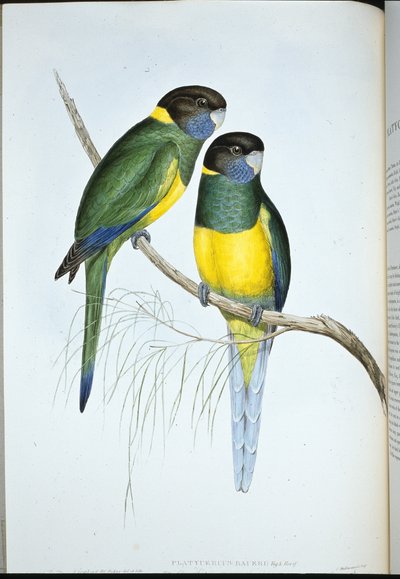 Parrocchetto di Bauer da John (after) Gould