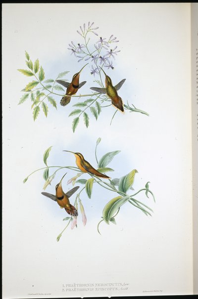 Eremita con cintura (Phaethornis Nigrocinctus) e Eremita vescovo (Phaethornis Episcopus) da John (after) Gould