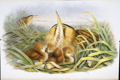 Tarabuso (Botaurus Stellaris) da John (after) Gould