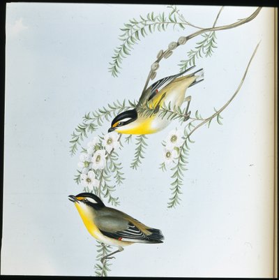 Pardalote dalla testa nera (Pardalotus melanocephalus) da John (after) Gould
