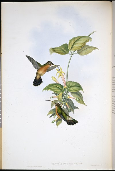 Eremita dalla coda nera (Glaucis Melanura) da John (after) Gould