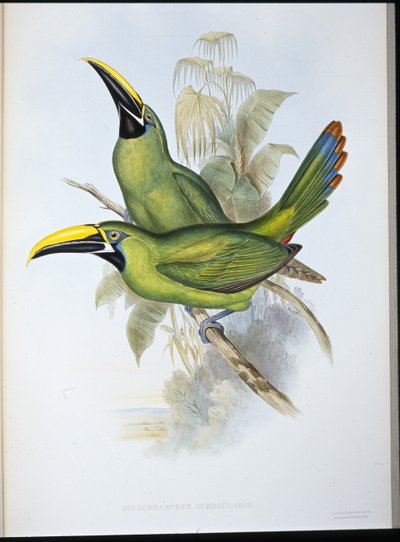 Tucano dal becco scanalato dalla gola nera (Aulacoramphus atrogularis) da John (after) Gould