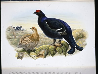 Gallo cedrone (Tetrao Tetrix) da John (after) Gould