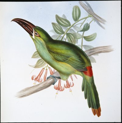 Tucano dal becco scanalato e groppa rossa (Aulacoramphus Haematopygius) da John (after) Gould