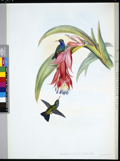 Zaffiro dal petto blu (Eucephala hypocyanea) da John (after) Gould