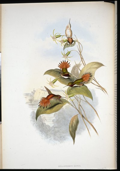 Zaffiro dalla testa blu (eucephala grayi) da John (after) Gould