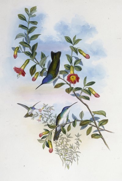 Corona azzurra dal collo blu (Cyanomyia cyanocollis) da John (after) Gould