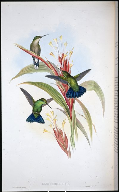 Colibrì mango dalla coda blu (Lampornis Viridis) da John (after) Gould