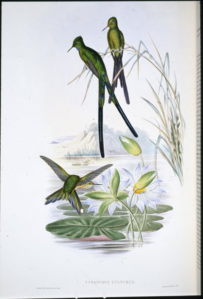 Silfo dalla coda blu (Cynanthus Cyanurus) da John (after) Gould