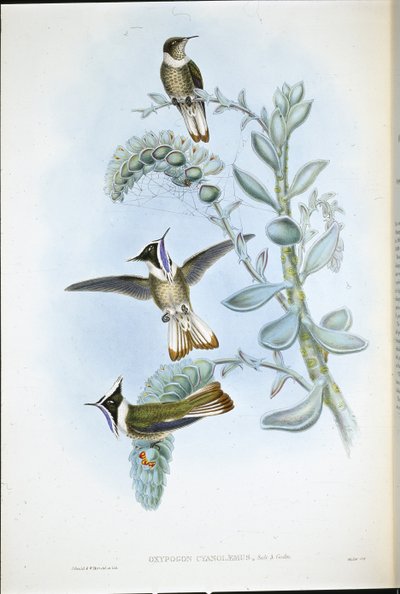 Cresta di Hlemte dalla gola blu (Oxypogon Cyanolaemus) da John (after) Gould