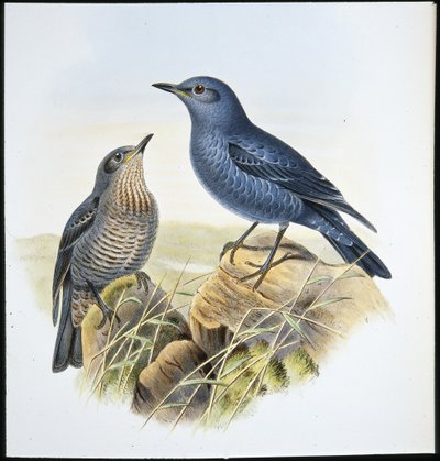 Passero solitario da John (after) Gould