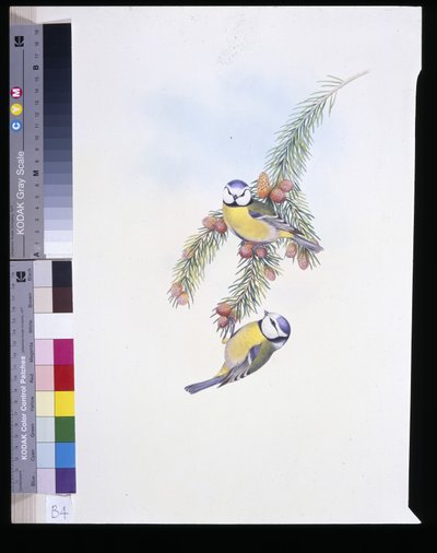 Cinciarella (Parus Caeruleus) da John (after) Gould