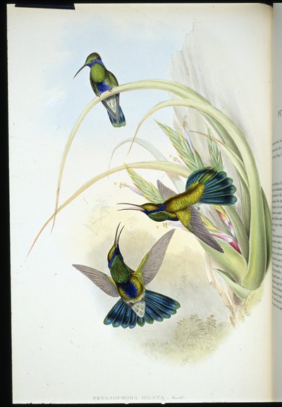 Orecchio viola boliviano (Petasophora Iolata) da John (after) Gould