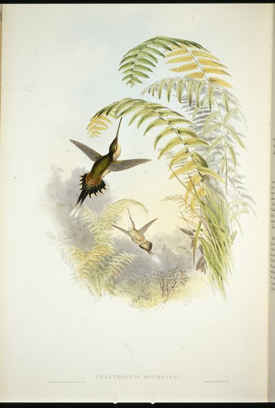 Eremita di Bourcier (Phaethornis bourcieri) da John (after) Gould