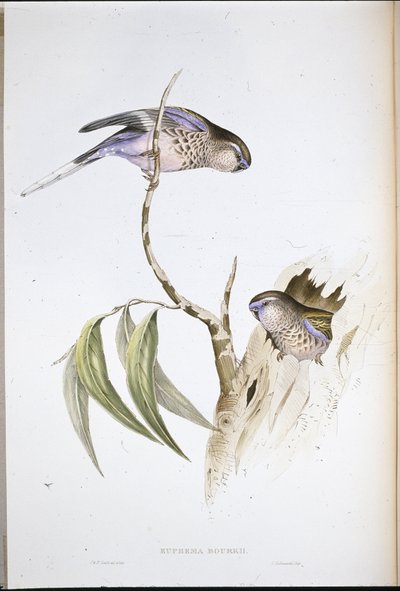 Parrocchetto dell