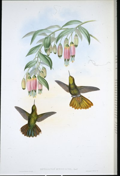 Coda di ottone (Metallura Aeneicauda) da John (after) Gould