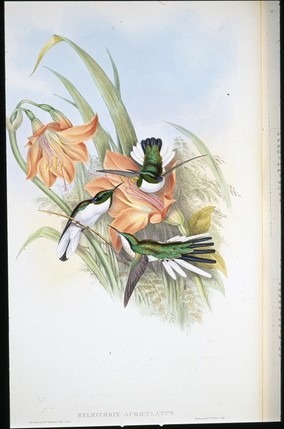 Fata brasiliana (Heliothrix Auriculatus) da John (after) Gould