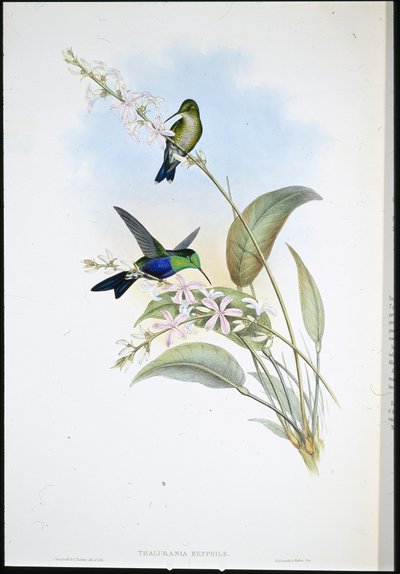 Panoplite brasiliano (Thalurania Eryphile) da John (after) Gould