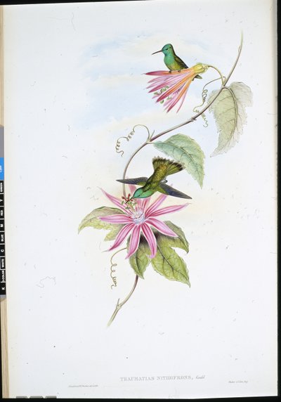 Smeraldo dal petto brillante (Thaumatias Nitidifrons) da John (after) Gould