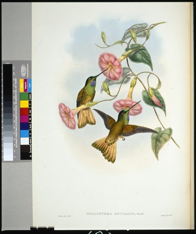 Frontino stellato (helianthea osculans) da John (after) Gould
