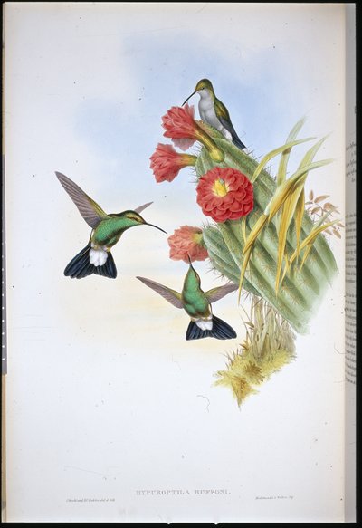 Plumeleteer di Buffon (Hypuroptila Buffoni) da John (after) Gould