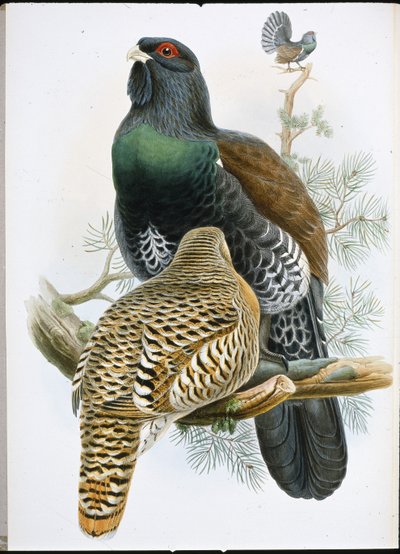 Gallo cedrone (Tetrao Urogallus) da John (after) Gould