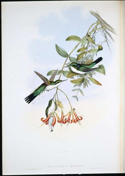 Fata di Cayene (Heliothryx Auritus) da John (after) Gould