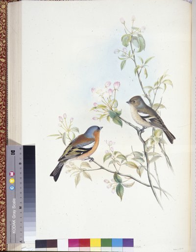 Fringuello (Fringilla Caelebs) da John (after) Gould
