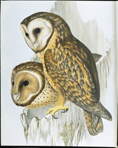 Gufo dal volto castano (Strix Castanops) da John (after) Gould