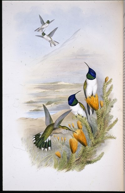 Stella della collina di Chimobrazia (Oreotrochilus Chimborazo) da John (after) Gould