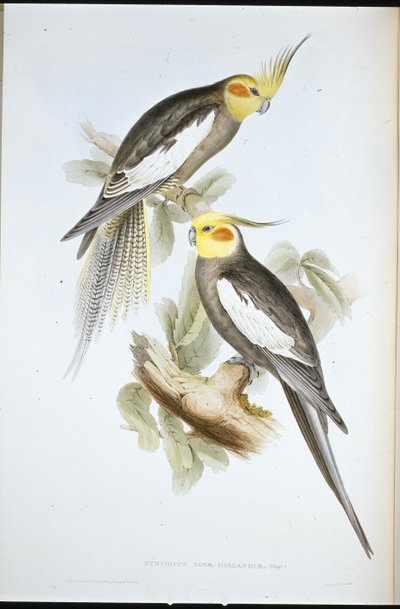 Pappagallo cacatua (Nymphicus novae-hollandiae) da John (after) Gould