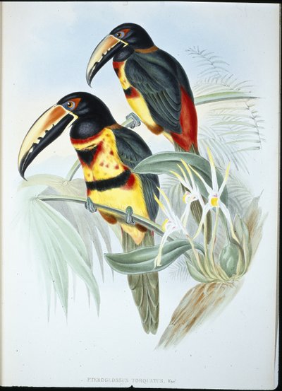 Aracari collare (Pteroglossus Torquatus) da John (after) Gould