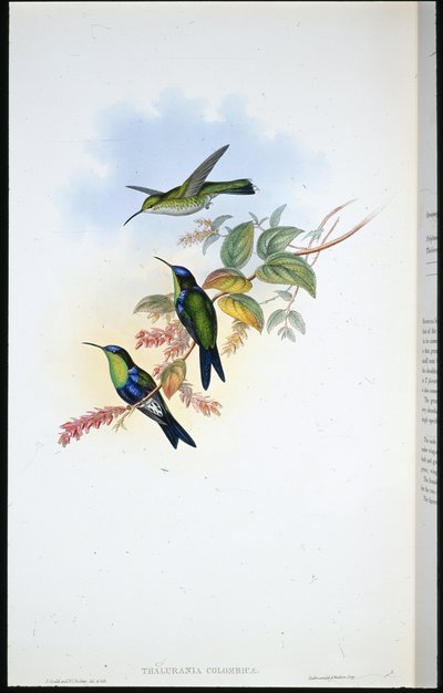 Panoplite colombiano / Ninfa del bosco colombiano (Thalurania Colombica) da John (after) Gould