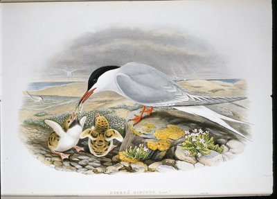 Sterna comune (Stera Hirundo) da John (after) Gould