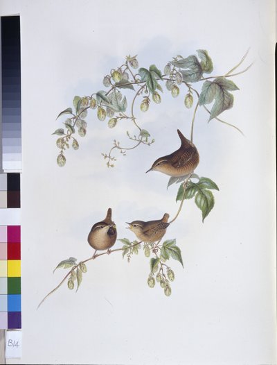 Scricciolo comune (Troglodytes Europeus) da John (after) Gould