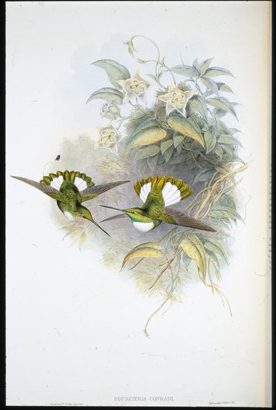 Inca di Conrad (Bourcieria Conradi) da John (after) Gould